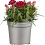 Rote Nelke "Oscar" im Topf, GROW by OBI, ca. 20-25 cm hoch.