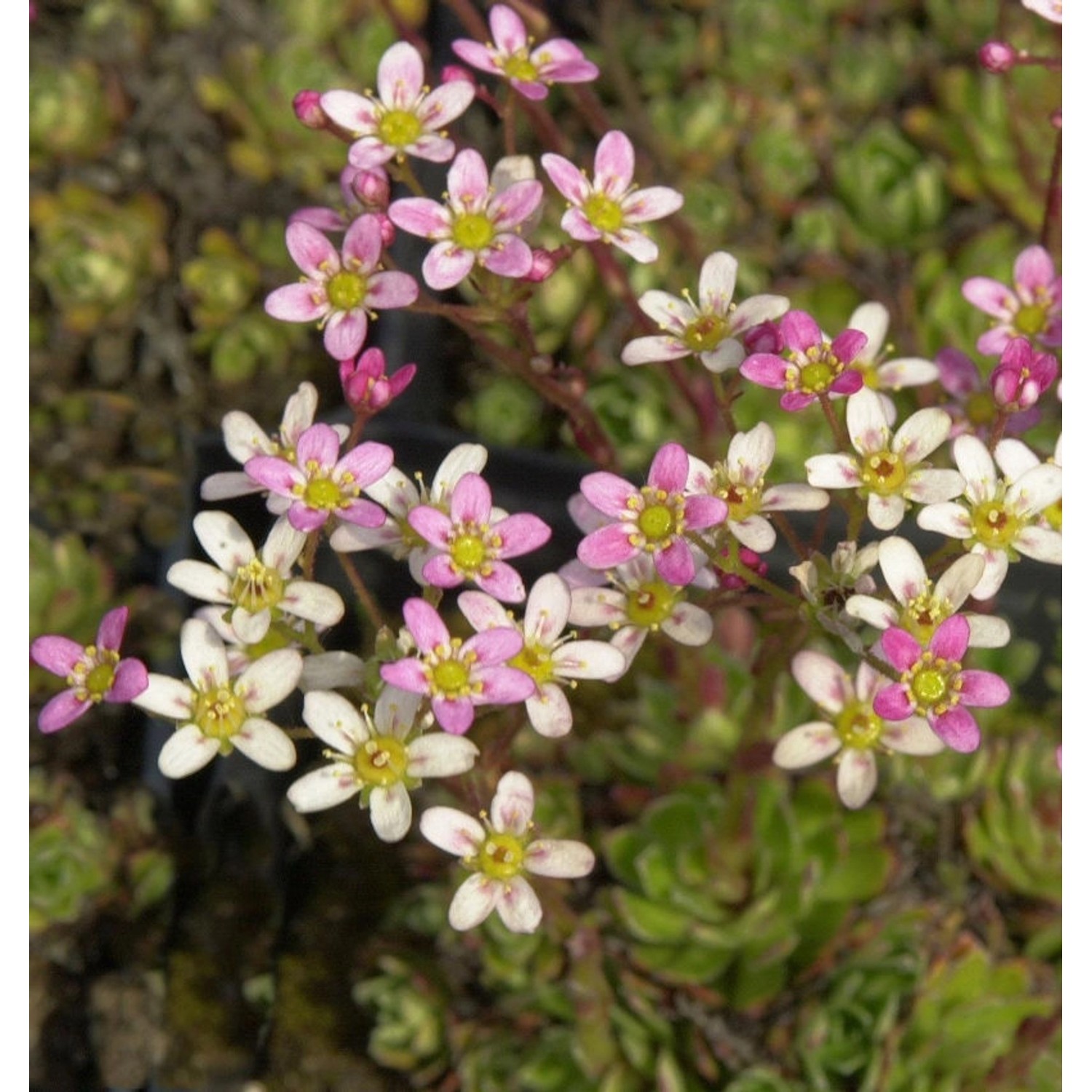 Immergrüner Steinbrech Rosea - Saxifraga paniculata günstig online kaufen