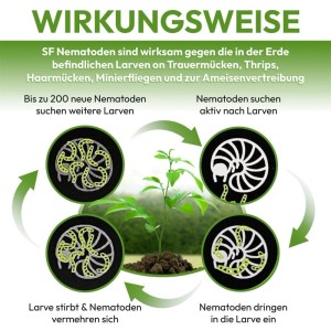 Grafik zur Wirkungsweise von NemaTaurus SF Nematoden gegen Trauermücken und Thripse.
