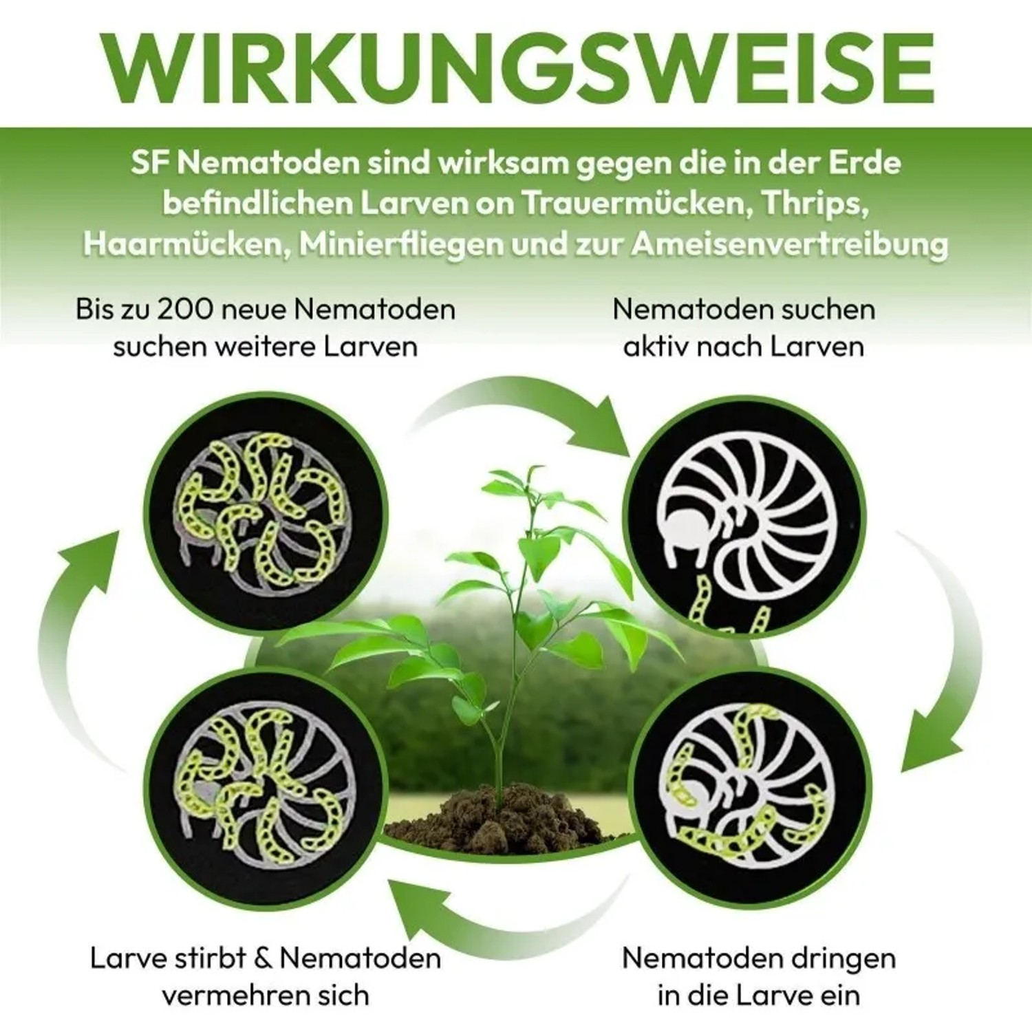 Grafik zur Wirkungsweise von NemaTaurus SF Nematoden gegen Trauermücken und Thripse.