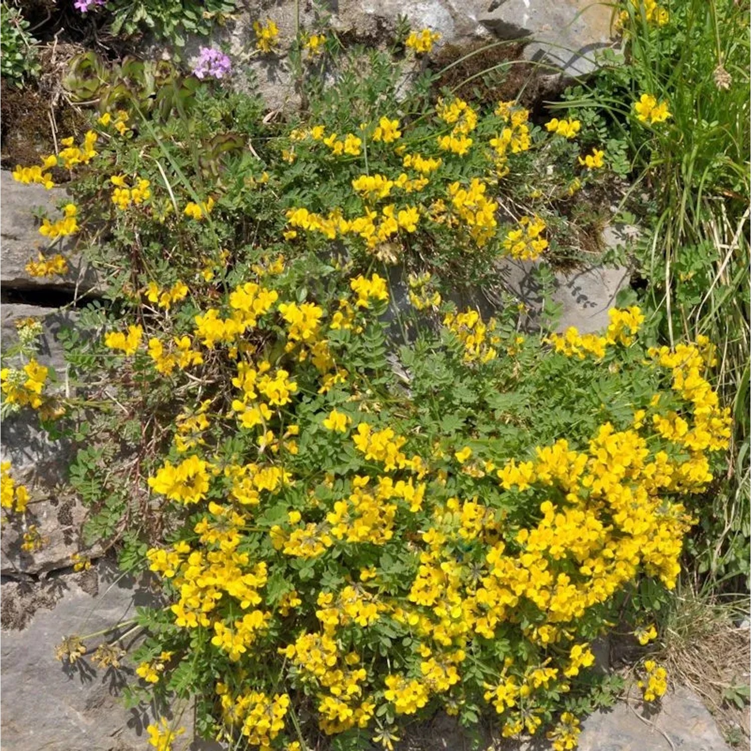 Gewöhnlicher Hufeisenklee - Hippocrepis comosa