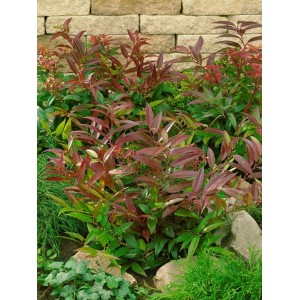 Leucothoe Keiskei Halloween Schattenglöckchen mit rot-grünen Blättern im Garten.