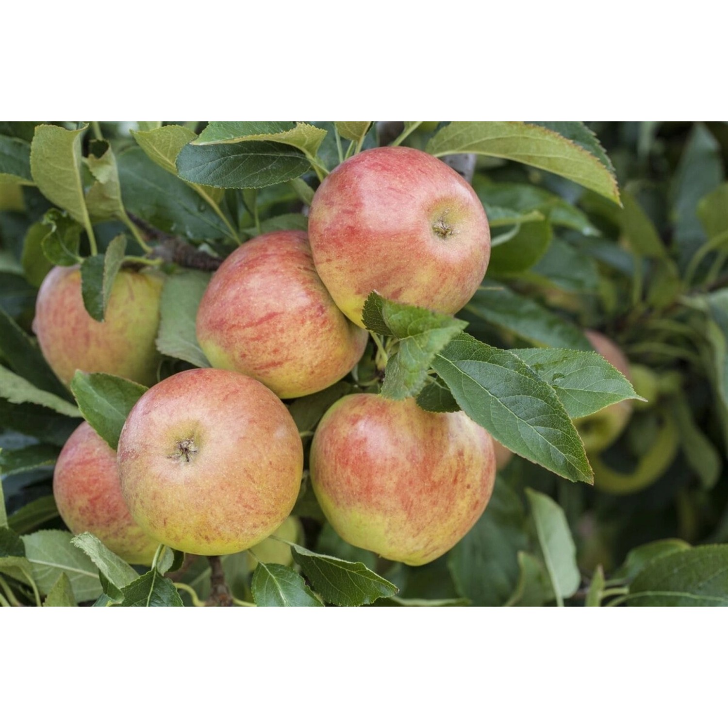 Malus James Grieve Apfelbaum CAC 150-200cm günstig online kaufen