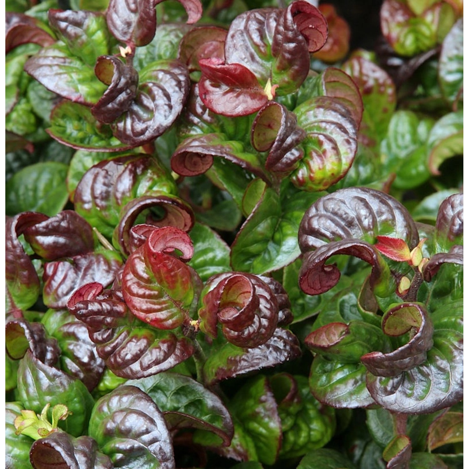 Traubenheide Traubenmyrte Curly Red 30-40cm - Leucothoe axillaris günstig online kaufen