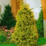Goldgelbe Chamaecyparis lawsoniana 'Golden Wonder' Heckenpflanze, 60-80 cm hoch.