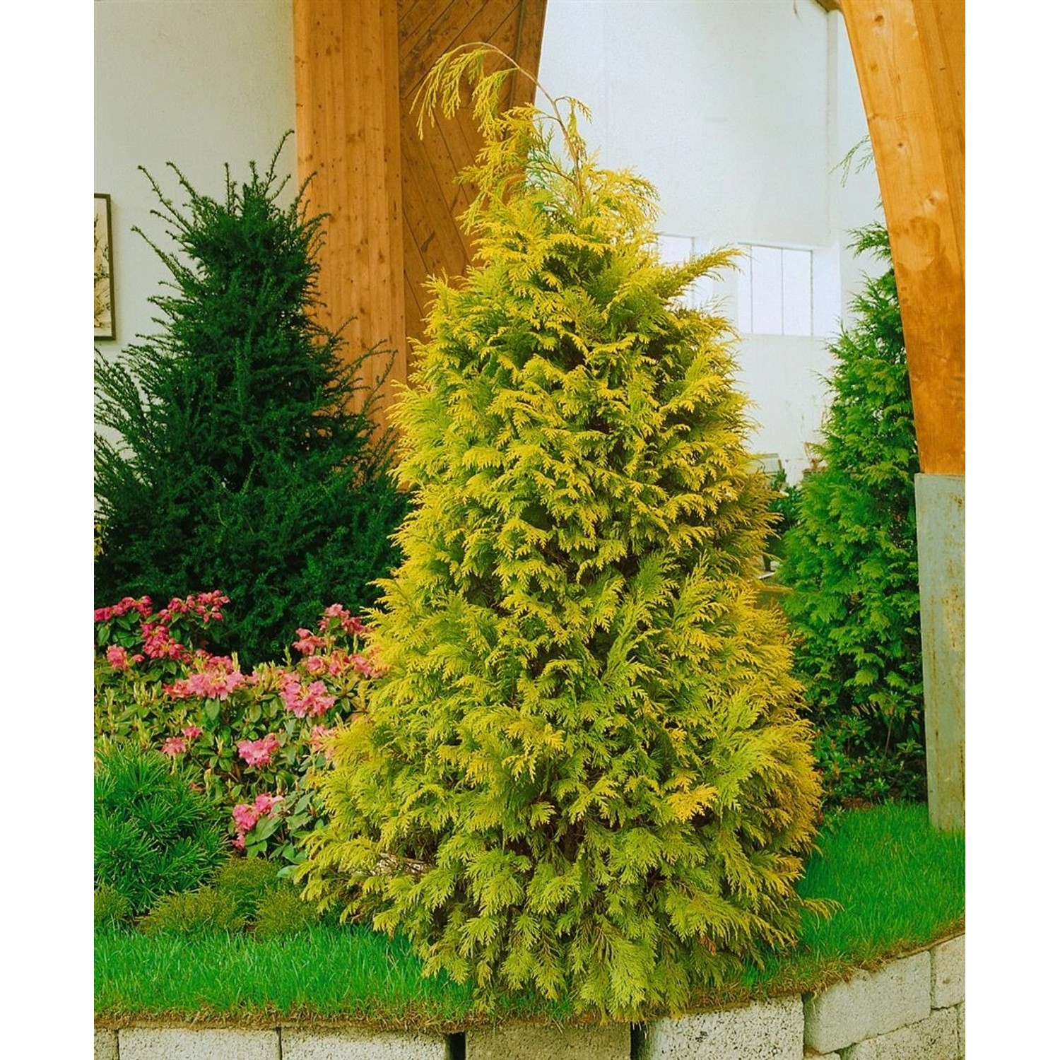 Goldgelbe Chamaecyparis lawsoniana 'Golden Wonder' Heckenpflanze, 60-80 cm hoch.