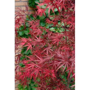 Acer Palmatum Beni-Otake: Japanischer Ahorn mit leuchtend roten Blättern vor einer grünen Wand.