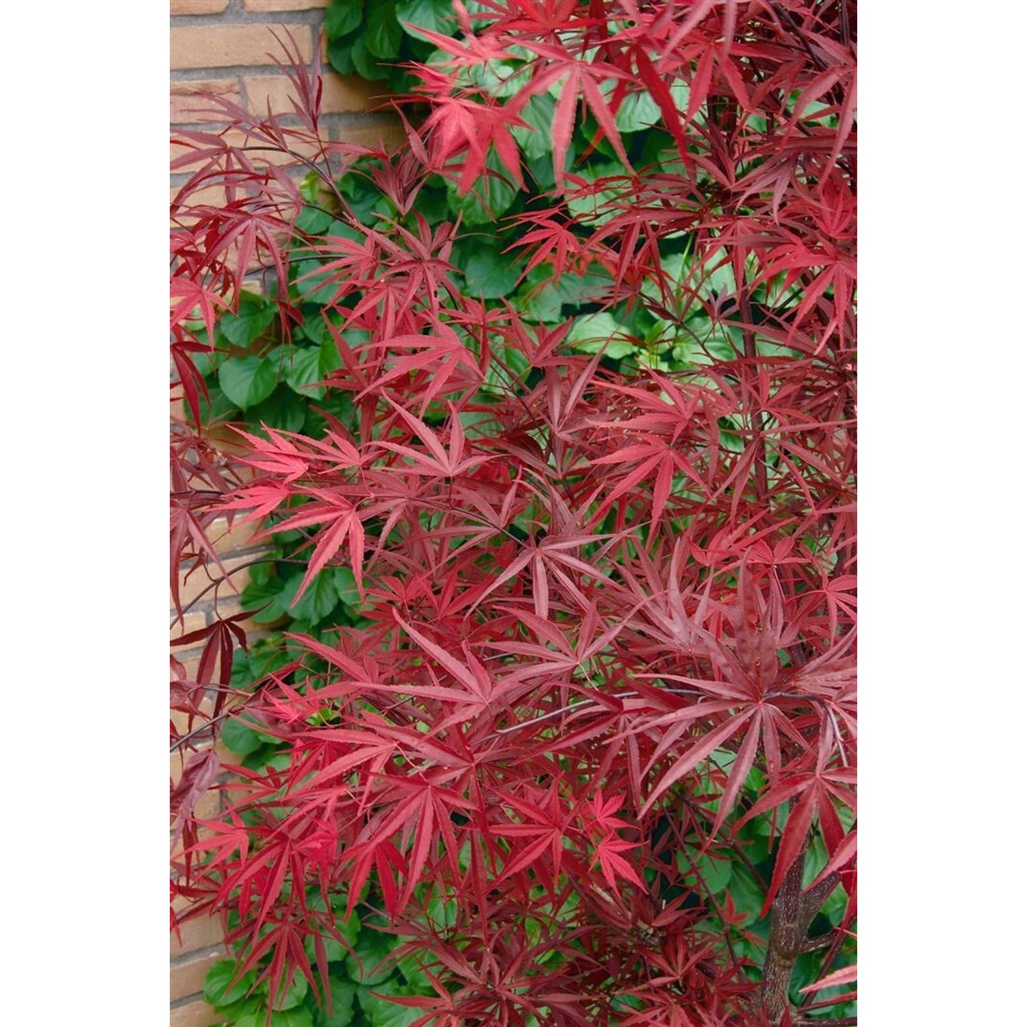 Acer Palmatum Beni-Otake Japanischer Ahorn Rot 175–200 cm günstig online kaufen