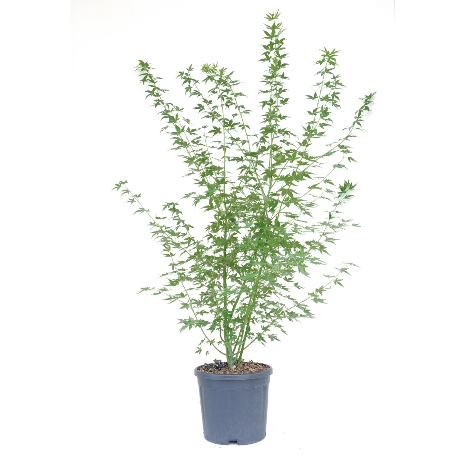 GROW by OBI Ahorn Höhe ca. 80 cm Topf ca. 10 l Acer palmatum Sazanami