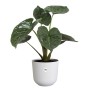 Elho Pflanzentopf Jazz, 30cm, weiß, mit Pflanze. Blumentopf für Innenbereich.