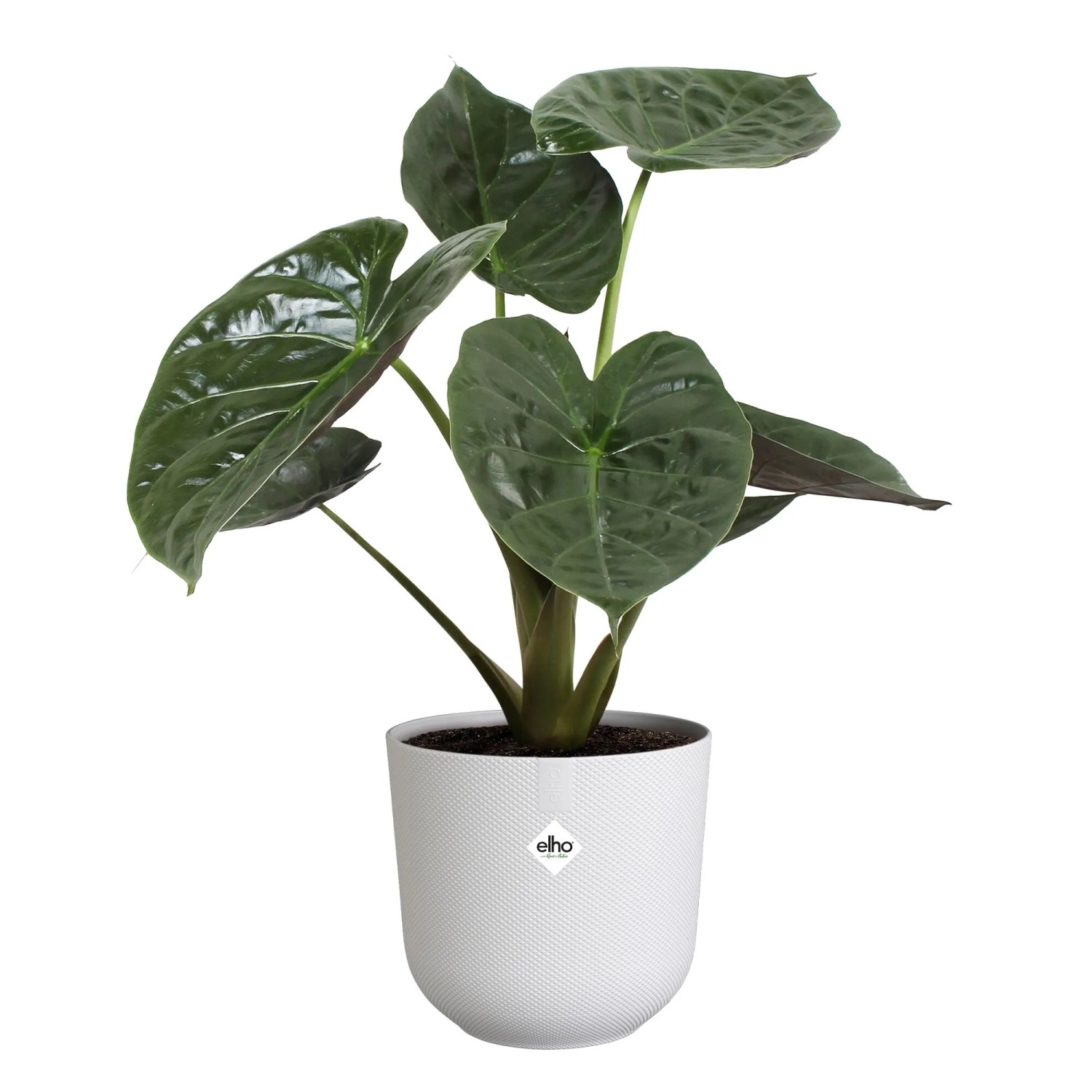 Elho Pflanzentopf Jazz, 30cm, weiß, mit Pflanze. Blumentopf für Innenbereich.