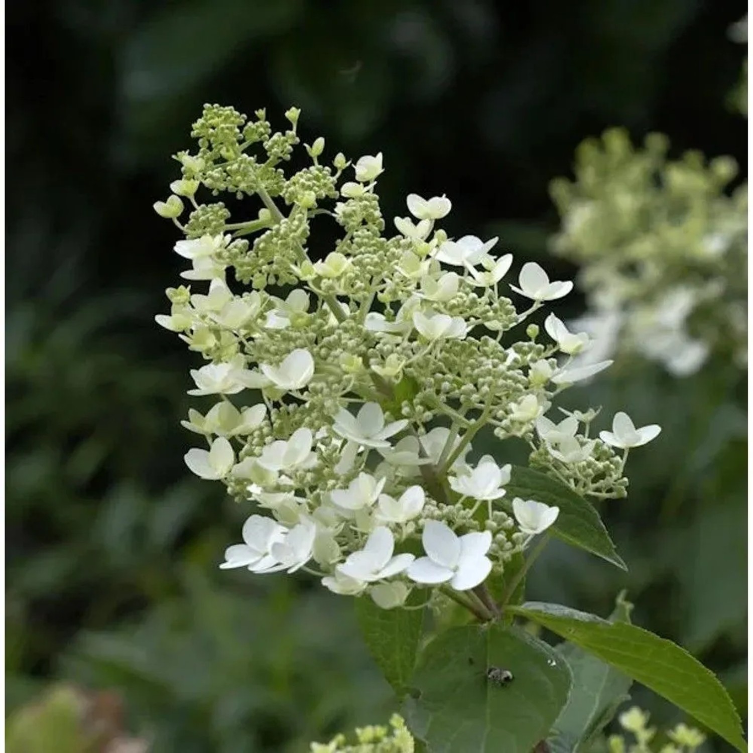 Rispenhortensie Unique 40-60cm - Hydrangea paniculata