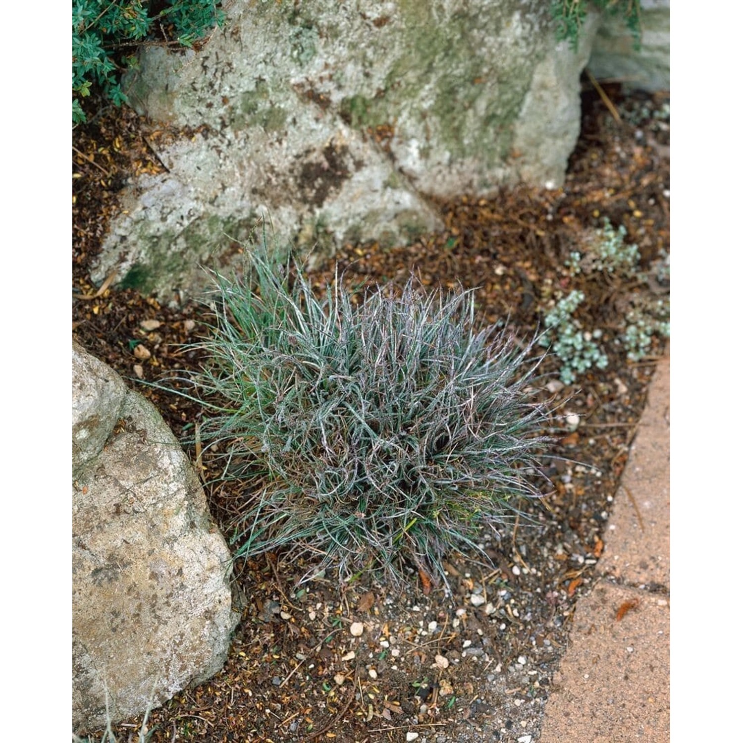 Luzula Pilosa Behaarte Hainsimse Ca. 9x9 cm Topf günstig online kaufen