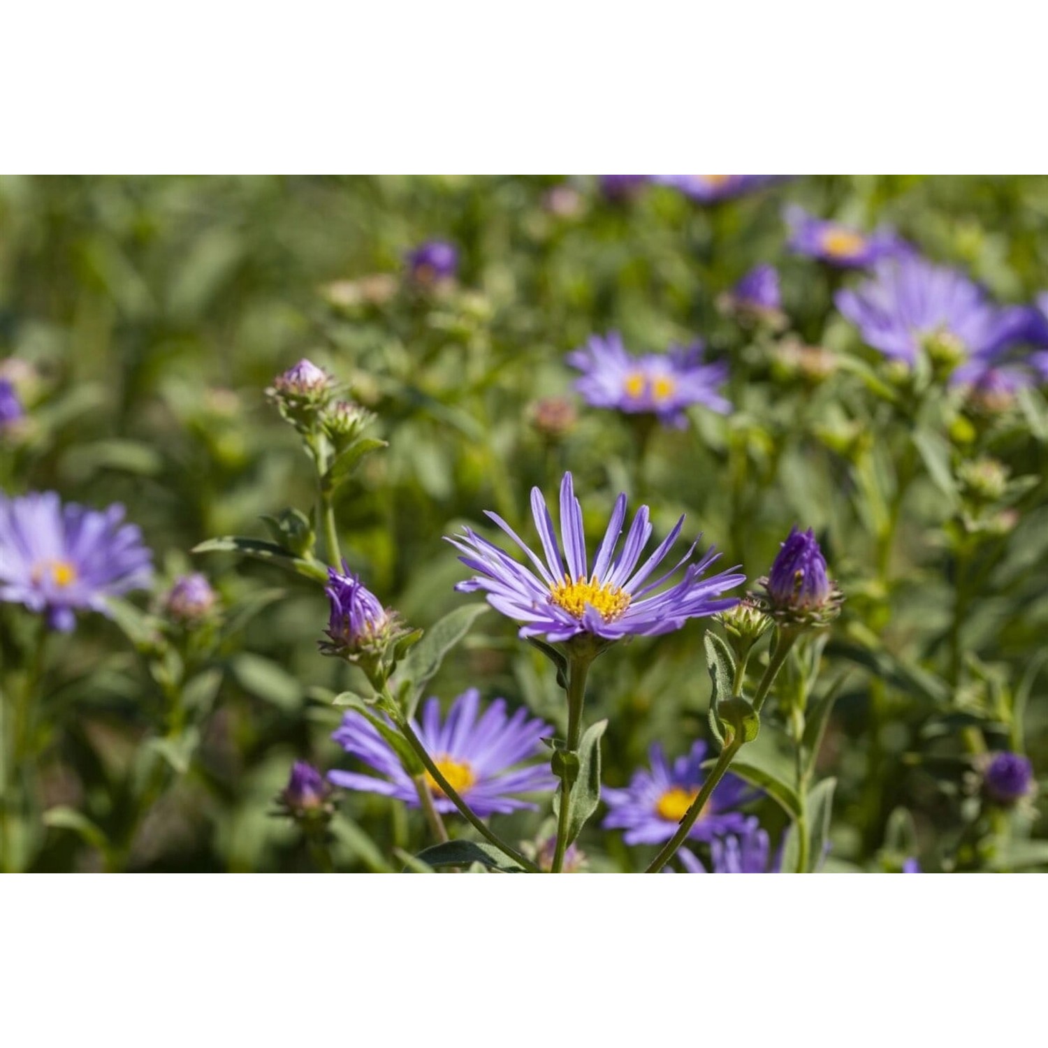 Aster Amellus Sternkugel Bergaster Ca. 9x9 cm Topf günstig online kaufen