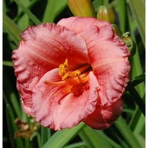 Nahaufnahme einer rosa Taglilie Cosmopolitan im Garten.