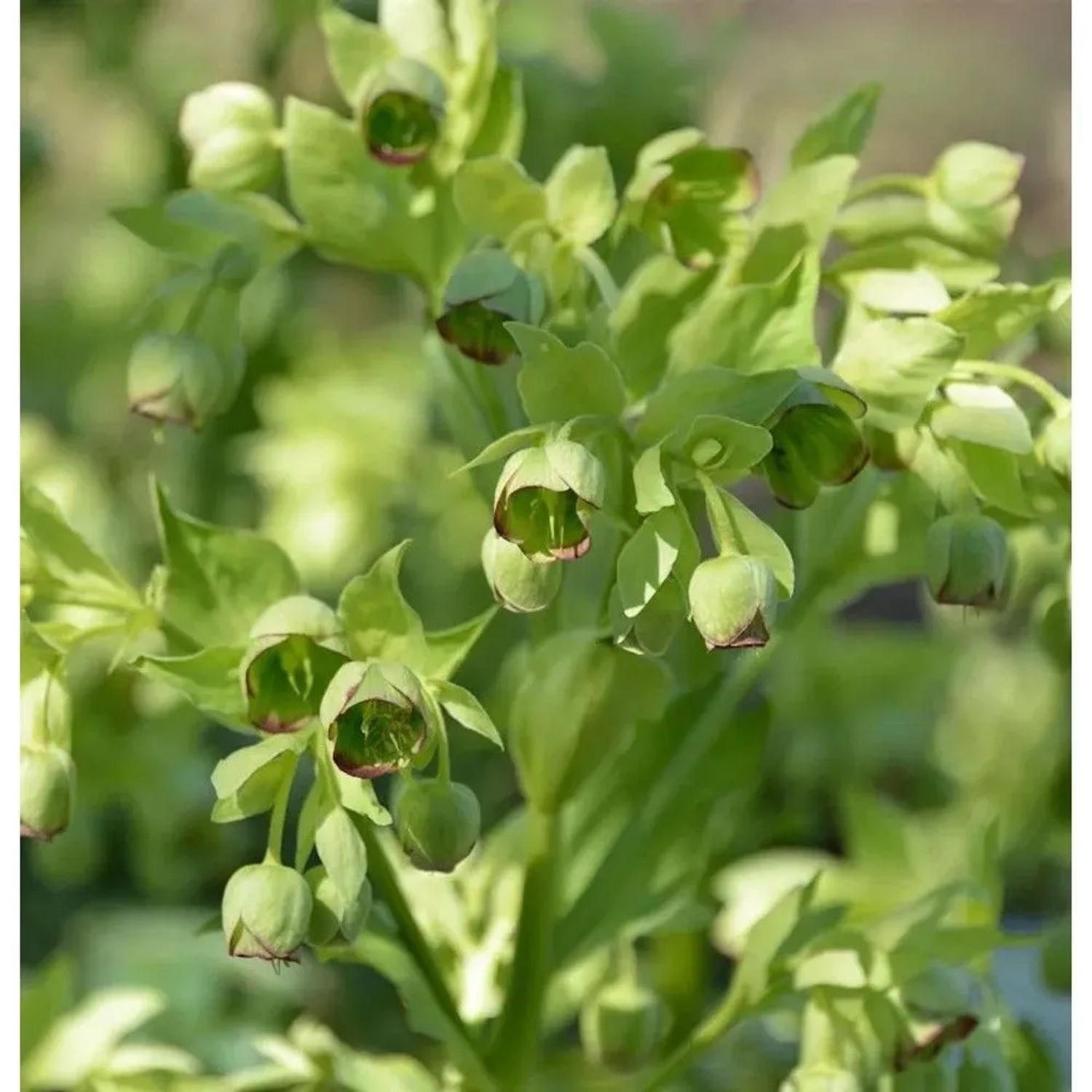 Stinkender Nieswurz . Helleborus foetidus_2