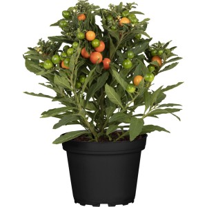GROW by OBI Korallenstrauch mit rot-orangen Beeren im Topf, Solanum pseudocapsicum.