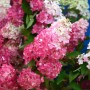 Rispenhortensie 'Pink and Rose' mit rosa-weißen Blütenständen im Detail.