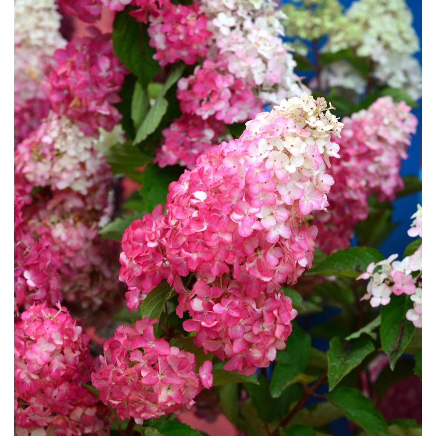 Rispenhortensie Pink and Rose 40-60cm - Hydrangea paniculata günstig online kaufen