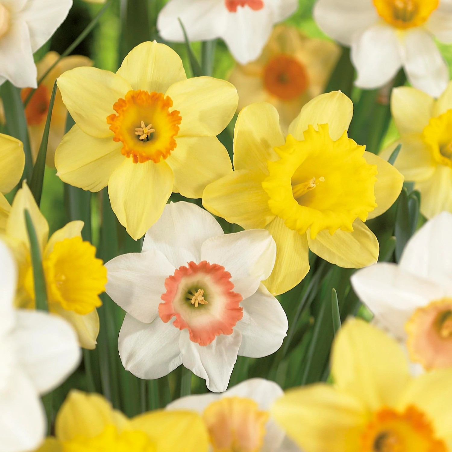 Narzissenzwiebeln XXL-Mischung 10 Stück - Farbenfrohe Sorten Für Garten & Balkon
