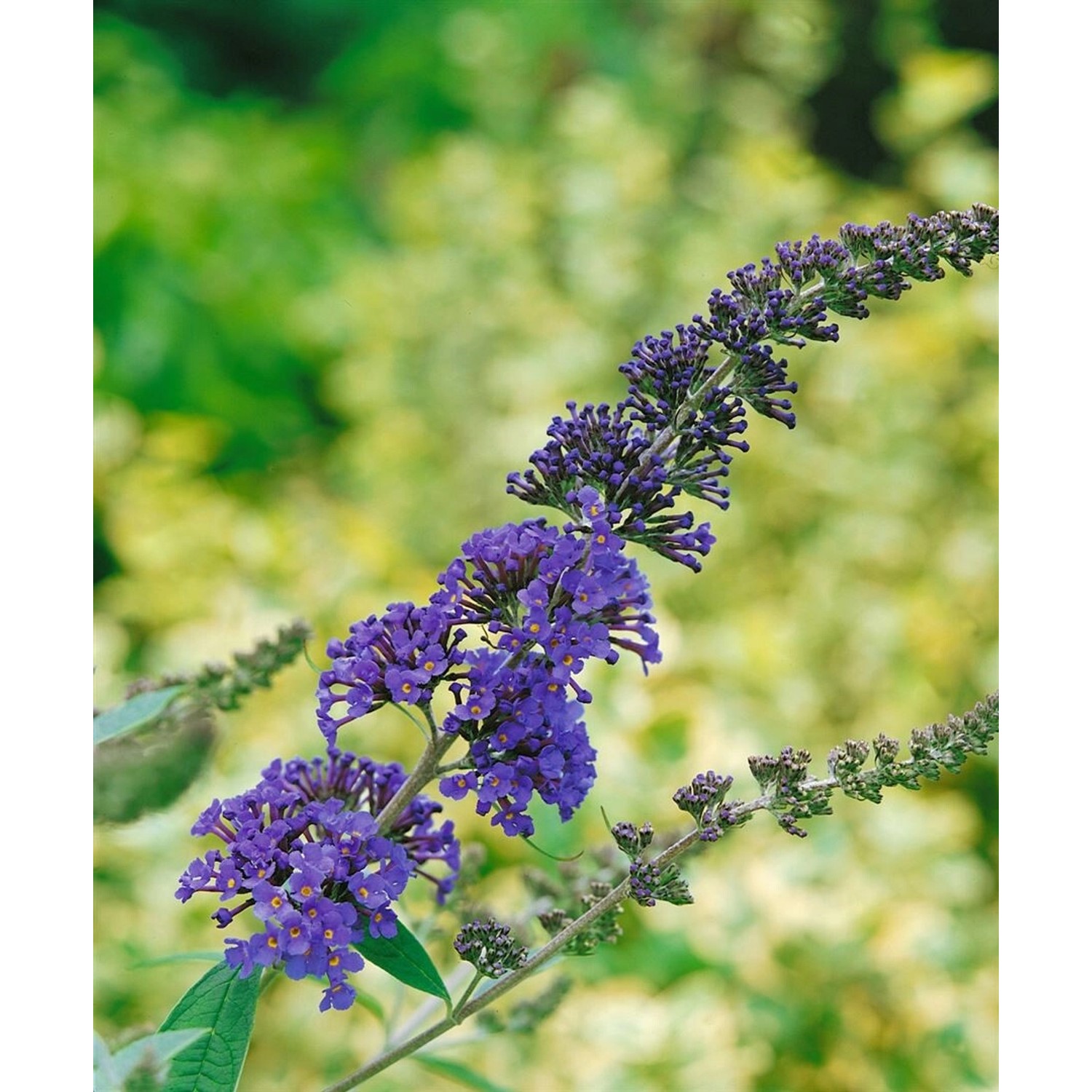 Buddleja Davidii Schmetterlingsstrauch 'Ellen's Blue' 40-60 cm günstig online kaufen