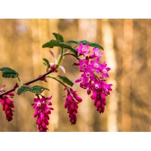 Blutjohannisbeere 'Baumfink' mit roten Blüten als Topfpflanze.