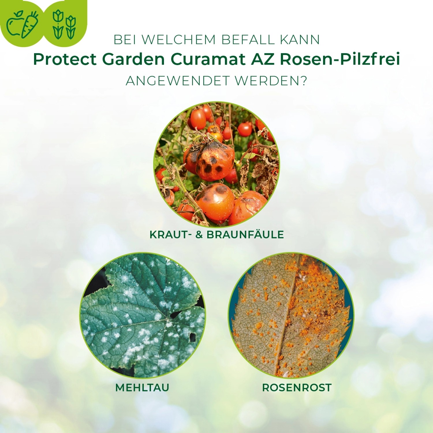 Protect Garden Curamat AZ Rosen-Pilzfrei: Anwendungsbereiche bei Kraut-, Braunfäule, Mehltau und Rosenrost.