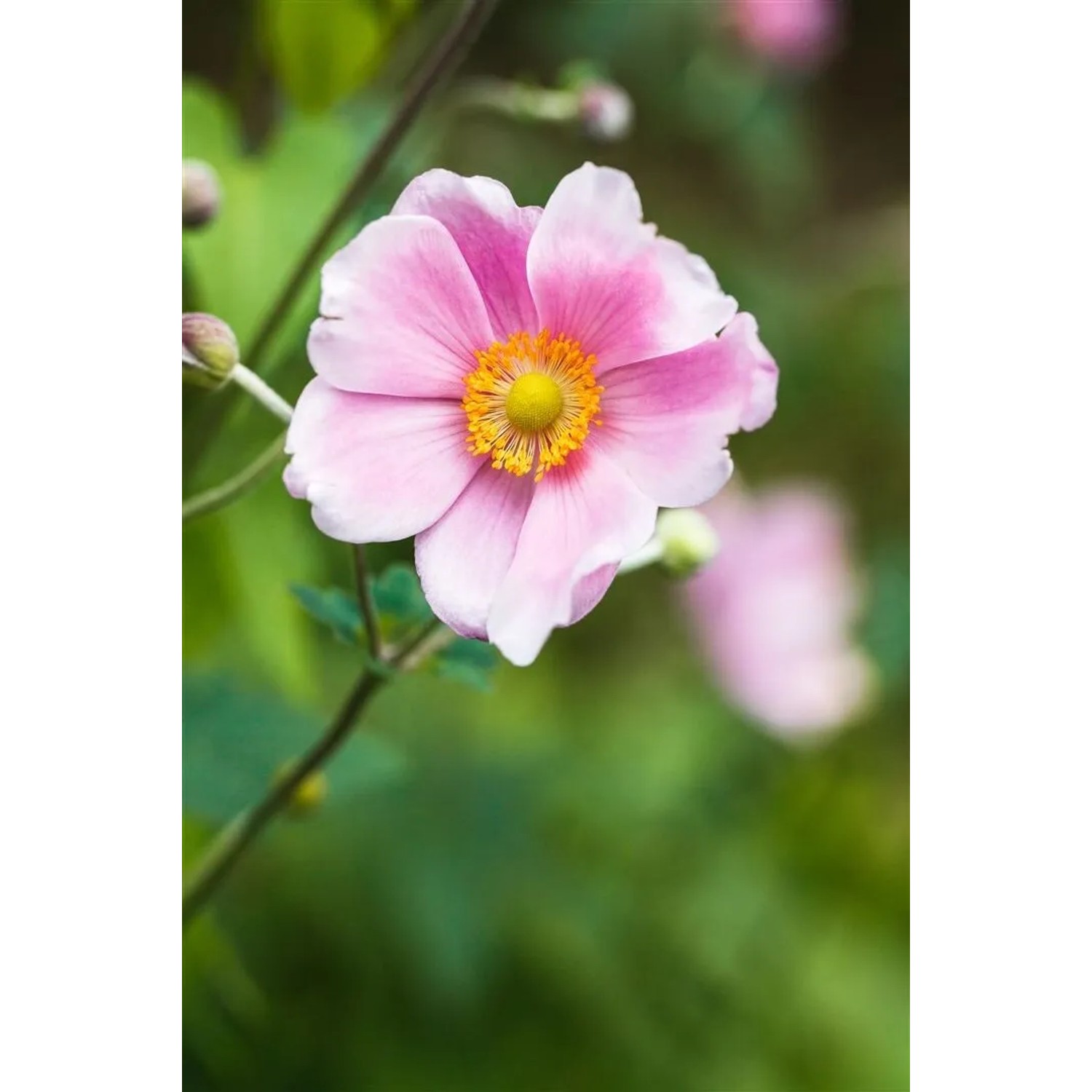 Anemone Hupehensis Pink Saucer Herbstanemone 2 Liter Container