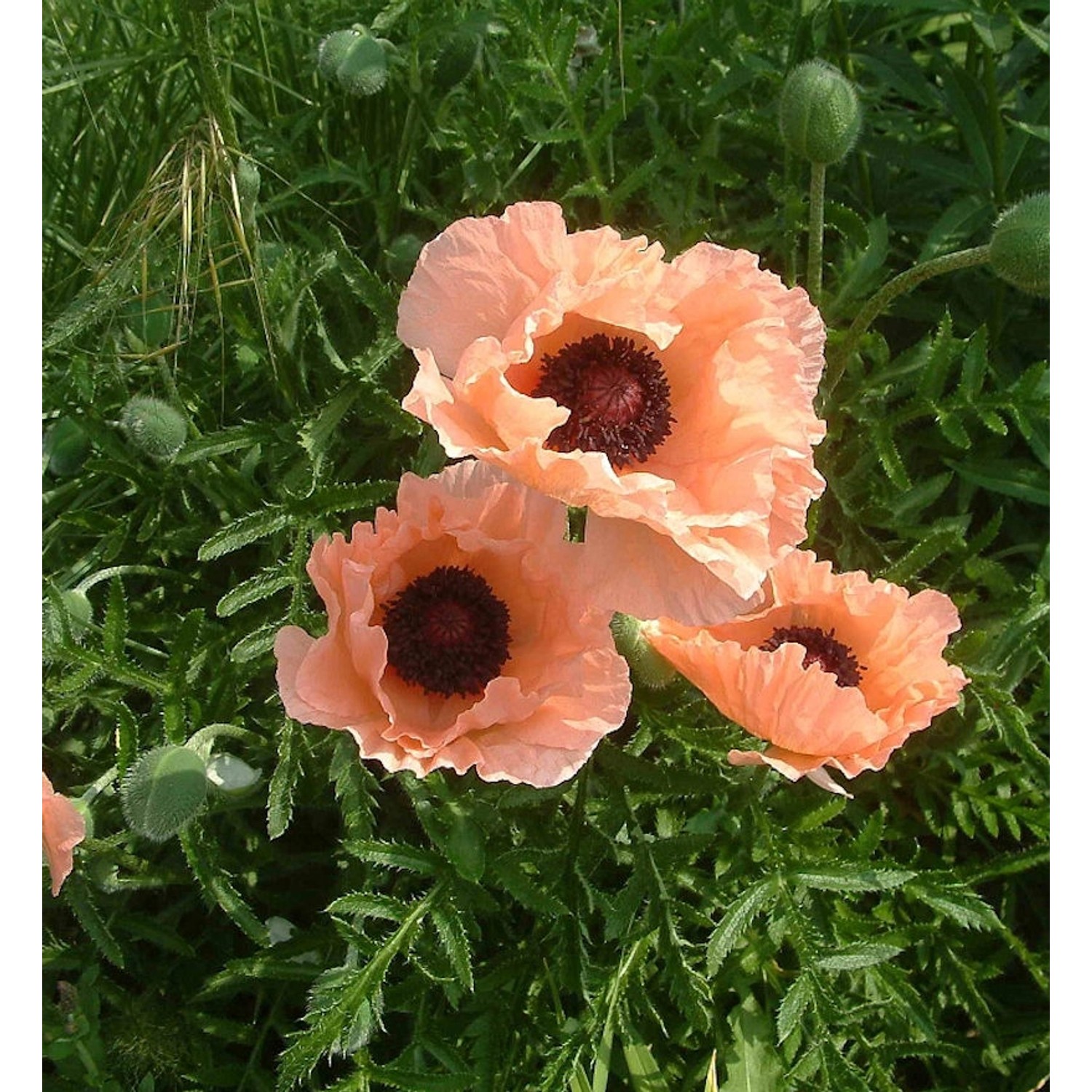 Türkischer Mohn Catharina - Papaver orientale günstig online kaufen