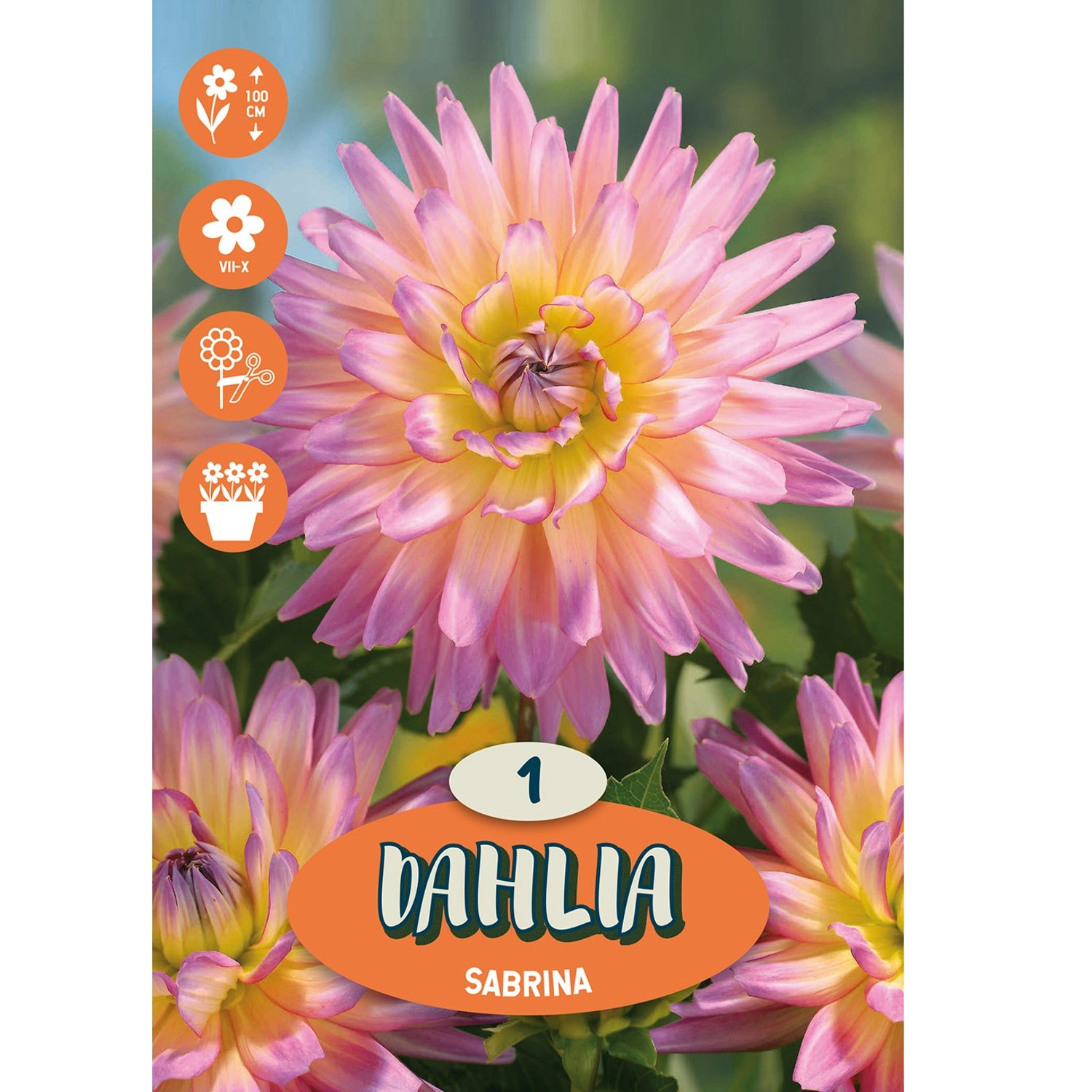 Dahlia ''Sabrina'' 1 Stück
