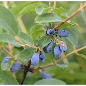 Sibirische Blaubeere Velvet (Lonicera caerulea) mit blauen Beeren und grünen Blättern.