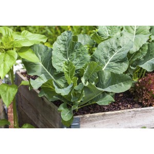 Kohlrabi Mix Duo im Hochbeet: Junge Kohlrabipflanzen mit grünen Blättern im Garten.