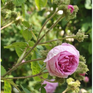 Nahaufnahme einer rosa Historischen Rose 'Chapeau de Napoleon' mit grünen Blättern.