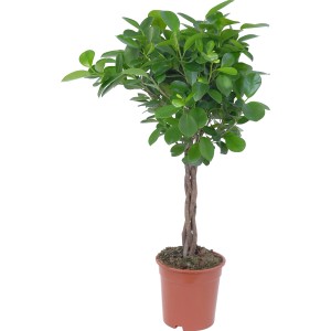 Moclame Birkenfeige im Topf, ca. 17 cm Ø, mit geflochtenem Stamm und grünen Blättern.