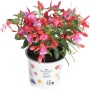 Fuchsie Summer Survivors im Topf, Farbenauswahl mit pink-roten Blüten. Dekorative Sommerpflanze für Balkon und Garten.