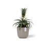 Ecopots Oslo Mini Pflanztopf, braungrau, 16x14cm, mit Ananaspflanze. Ideal für Innen- und Außenbereich.