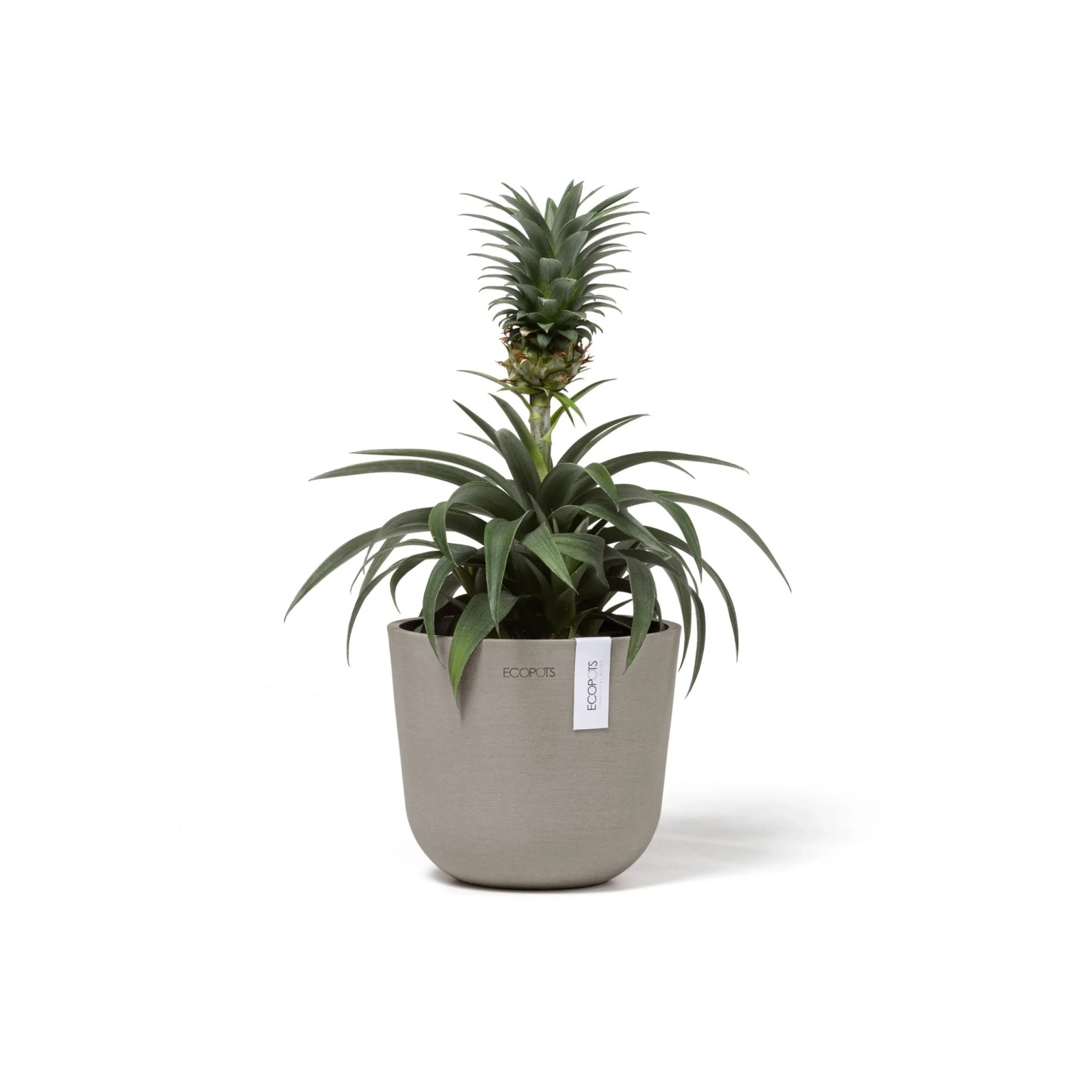 Ecopots Oslo Mini Pflanztopf, braungrau, 16x14cm, mit Ananaspflanze. Ideal für Innen- und Außenbereich.