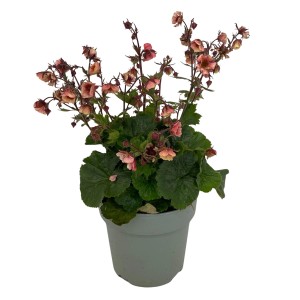 Nelkenwurz 'Tempo Rose' im Topf, dunkelrosa Blüten, grüne Blätter. Steingartenpflanze.