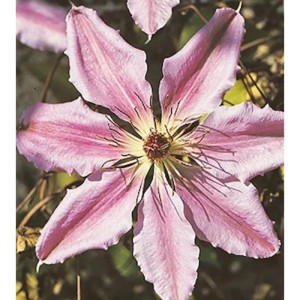 Nahaufnahme einer rosa-weiß gestreiften Waldrebe (Clematis) John Paul II Blüte.