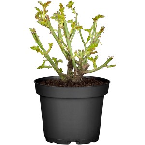 Junge, weiße Edelrose im Topf (ca. 10-20 cm hoch). Ideal für Beet, Kübel oder als Schnittblume.