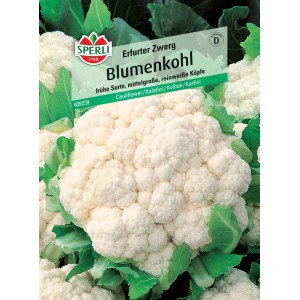 Sperli Blumenkohl Bola de Neve (Erfurter Zwerg) Samenpackung mit reifem, weißen Blumenkohlkopf.