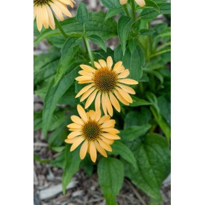 Gelber Purpursonnenhut (Echinacea) im Topf, ca. 11x11 cm. Blühende Staude für Beet und Garten.