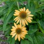 Gelber Purpursonnenhut (Echinacea) im Topf, ca. 11x11 cm. Blühende Staude für Beet und Garten.