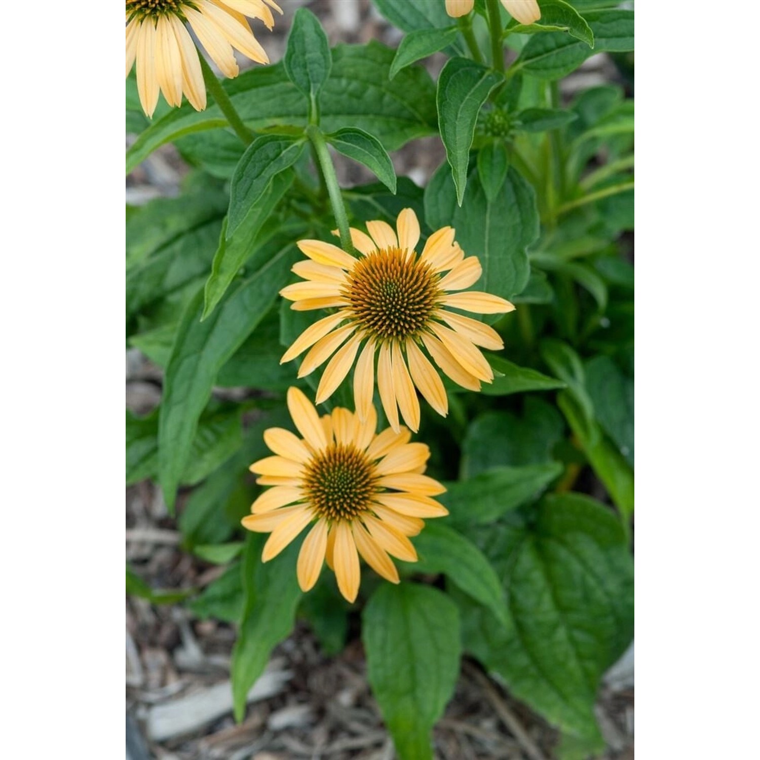 Echinacea Purpurea Harvest Moon R Purpursonnenhut Ca. 11x11 cm Topf günstig online kaufen