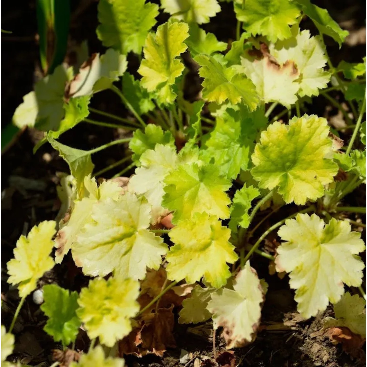Silberglöckchen Key Lime Pie - Heuchera cultorum