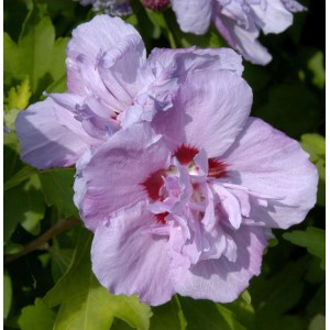 Nahaufnahme einer lila Blüte des Hochstamm Rosen Eibisch Ardens (Hibiscus syriacus).