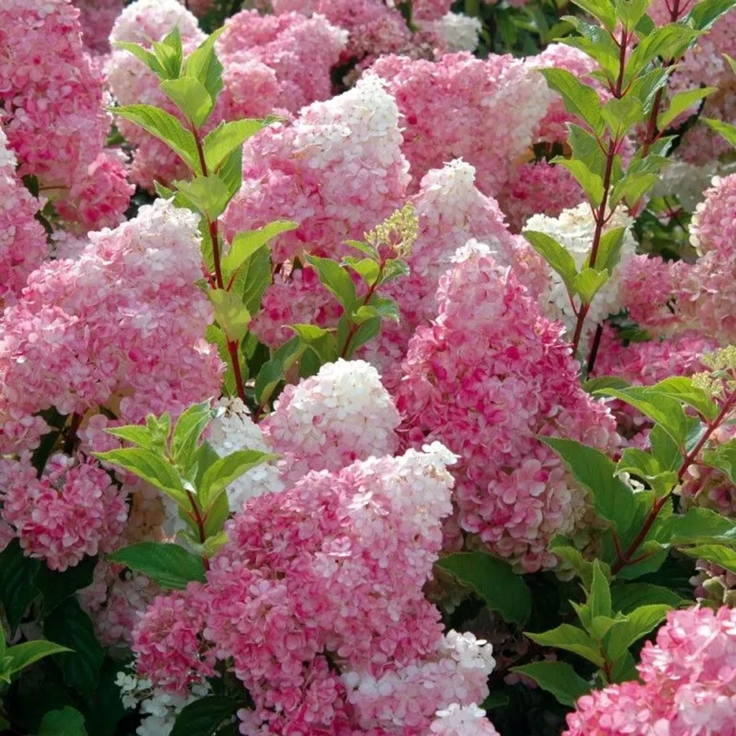 Rispenhortensie 'Vanille Fraise' Hydrangea paniculata 40 bis 50 cm im Container Rosaweiße Blütenrispen