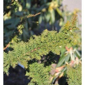 Detailaufnahme der Hinoki Scheinzypresse 'Teddy Bear', ein grüner Strauch.