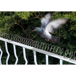 Gardigo Vogel-Frei Spirale auf Balkon mit fliegender Taube. Vogelabwehr für Mauern und Balkone.