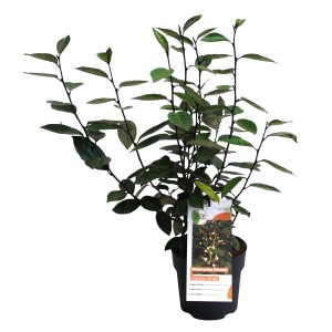 Wintergrüne Ölweide 'Cremeweiß' im Topf, ca. 15-20 cm hoch. Ideal als Kübelpflanze oder Hecke.